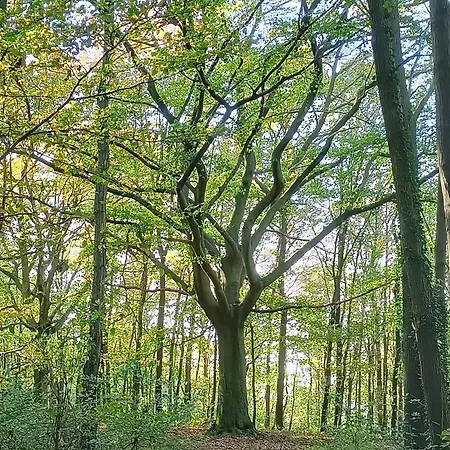 Amuse Lejlighed Gronsveld