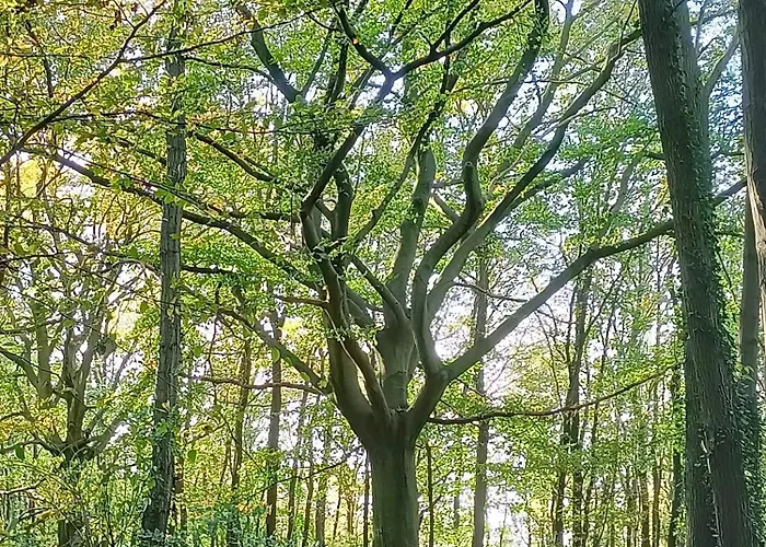 Amuse Appartement Gronsveld